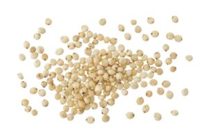 Sorghum